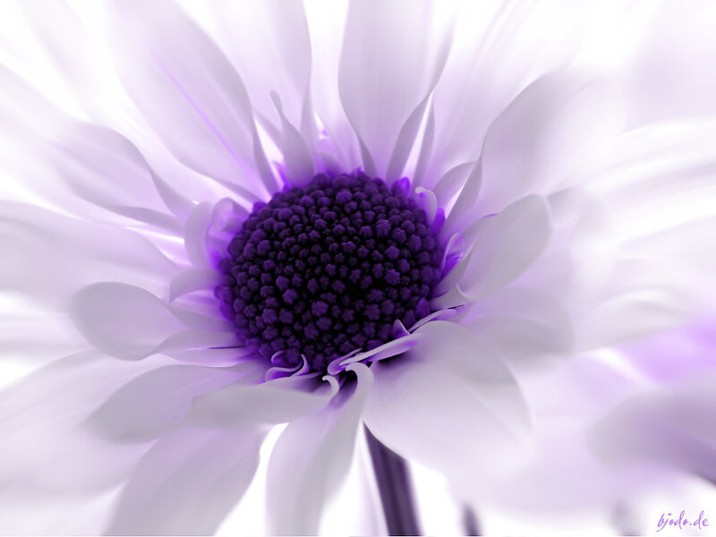 Purple Daisy Flower — White, Serene