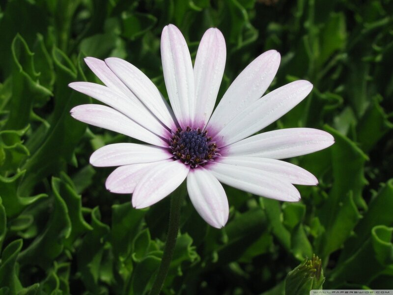 Purple Daisy Flower — White