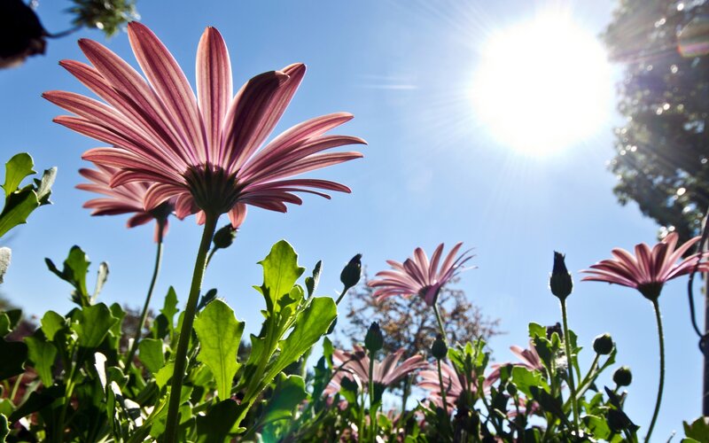 Purple Daisy Flowers — Bright