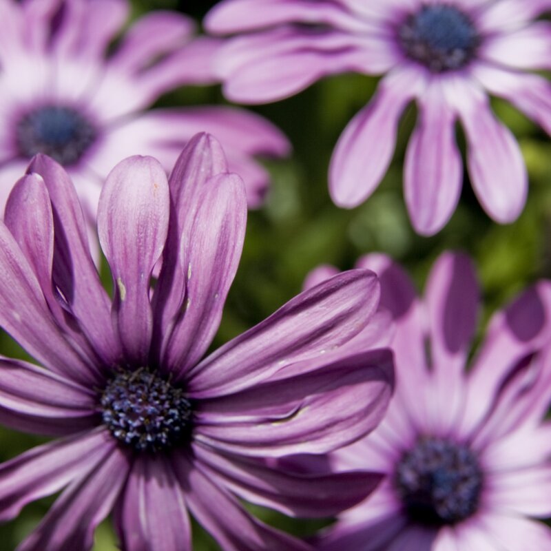 Purple Daisy Flowers — Calm, Afternoon, Photograph, Green Leaves, Green