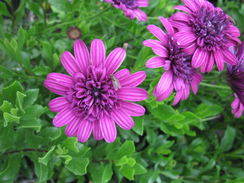 Purple Daisy Flowers — Calm, Afternoon, Photograph, Insect