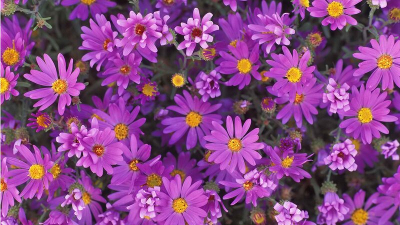 Purple Daisy Flowers — Calm, Afternoon, Photograph, Yellow Centers