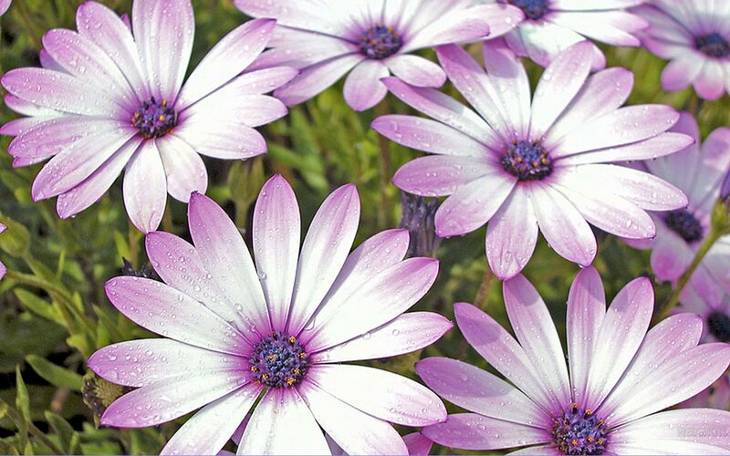 Purple Daisy Flowers — Calm, Morning