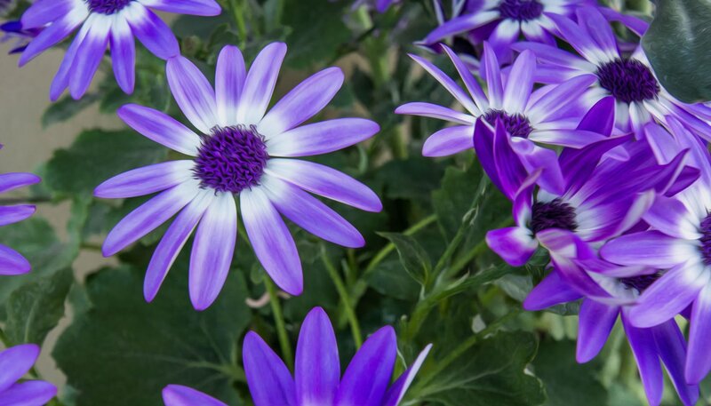 Purple Daisy Flowers — Calm, Photograph, Green Leaves