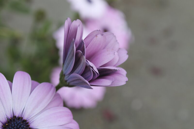 Purple Daisy Flowers — Calm, Photograph, Greenery