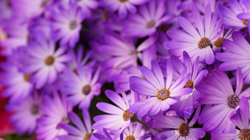Purple Daisy Flowers — Calm, Photograph, Petals