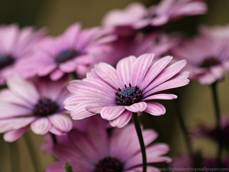 Purple Daisy Flowers — Calm, Photograph, Stems, Blurred Background