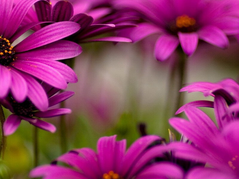 Purple Daisy Flowers — Calm, Photograph, Stems