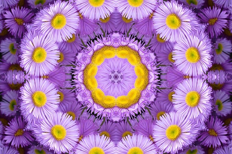 Purple Daisy Flowers — Calm, Photograph