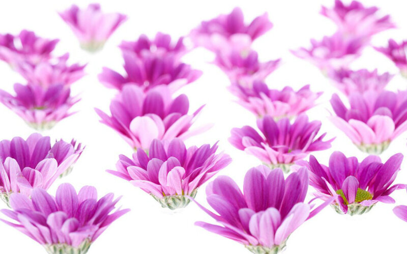 Purple Daisy Flowers — Calm, Photograph, White Background