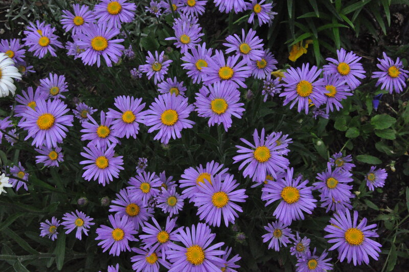 Purple Daisy Flowers — Calm, Spring, Photograph, Green Leaves