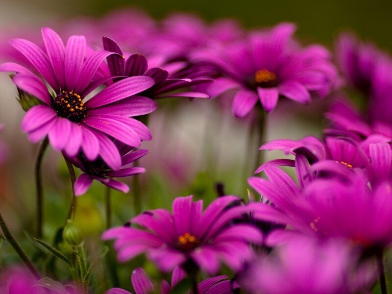 Purple Daisy Flowers — Calm, Spring, Photograph, Green Stems