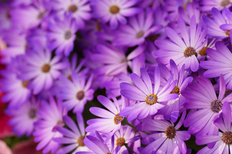 Purple Daisy Flowers — Calm, Spring, Photograph, Petals