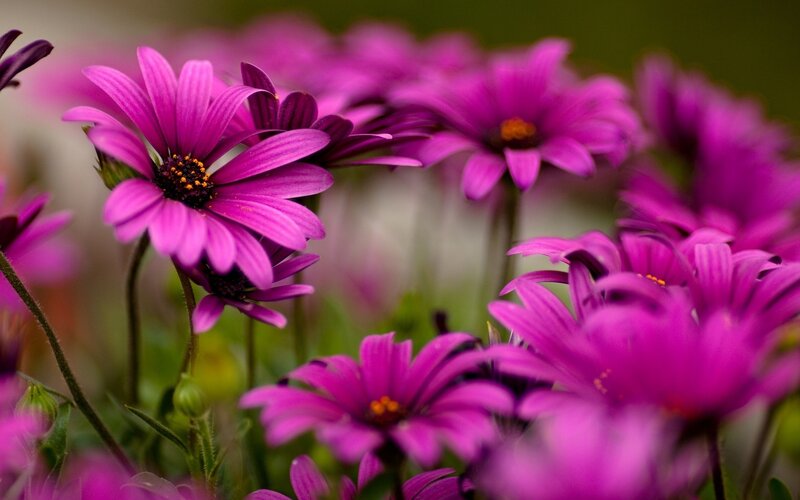 Purple Daisy Flowers — Calm, Spring, Photograph, Stems, Buds