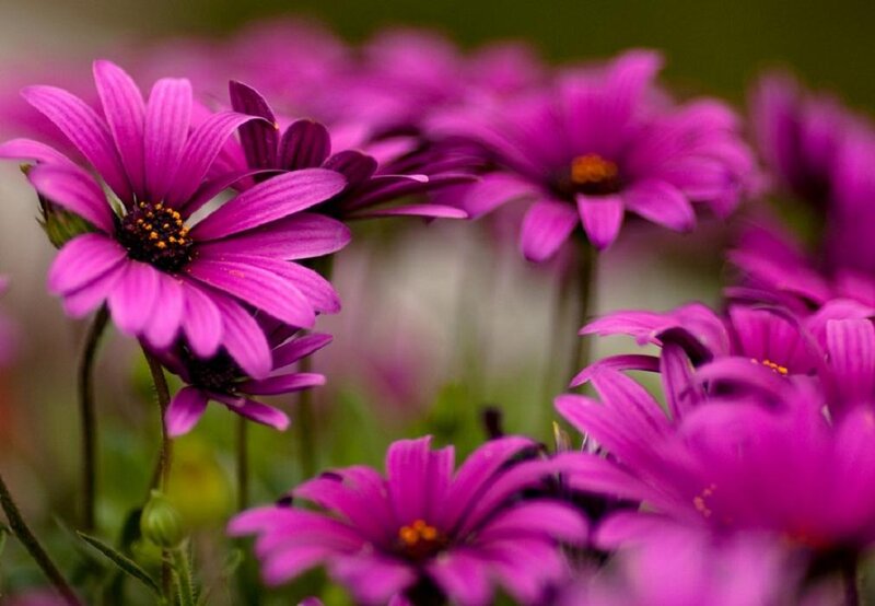 Purple Daisy Flowers — Calm, Spring, Photograph, Stems