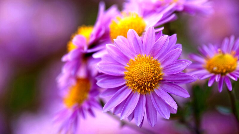 Purple Daisy Flowers — Calm, Spring, Photograph, Yellow Centers