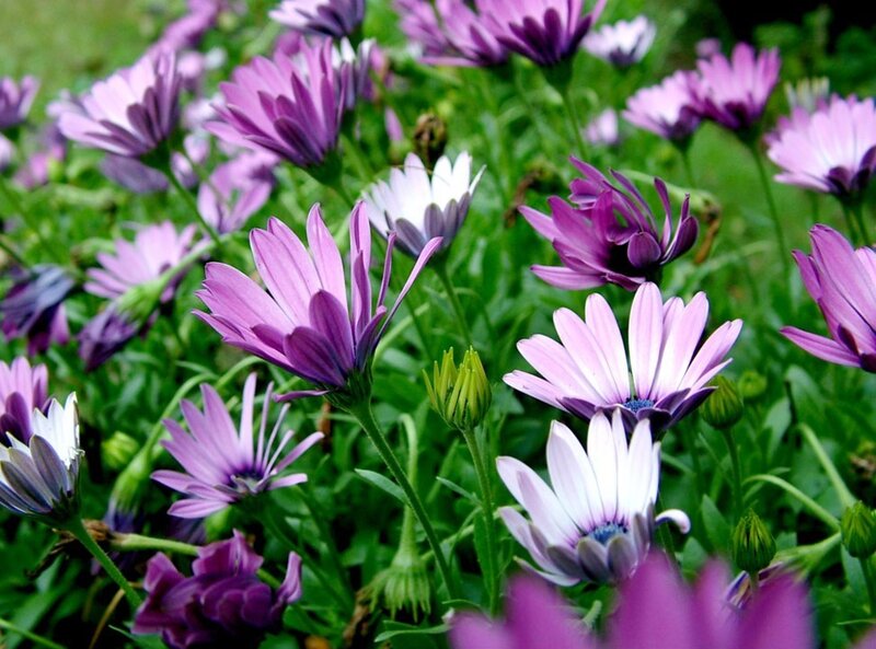 Purple Daisy Flowers — Calm, Spring