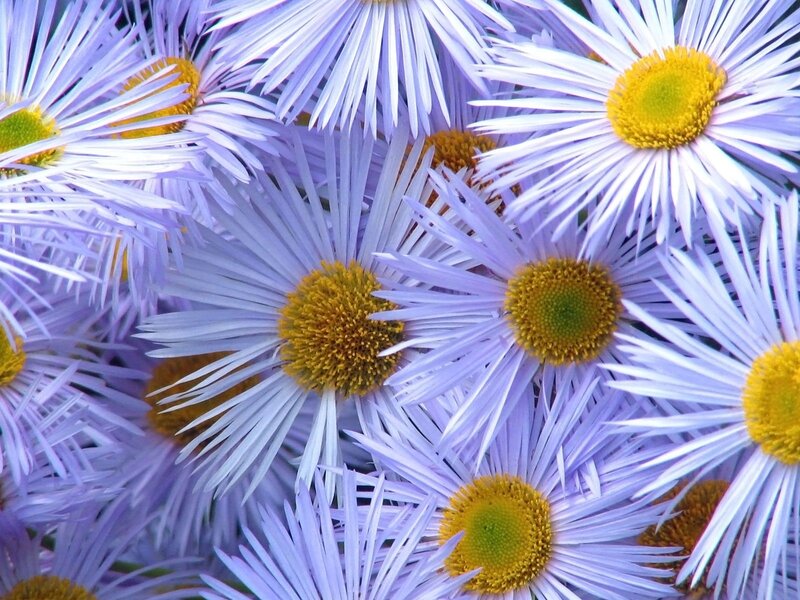 Purple Daisy Flowers — Calm, Summer, Photograph