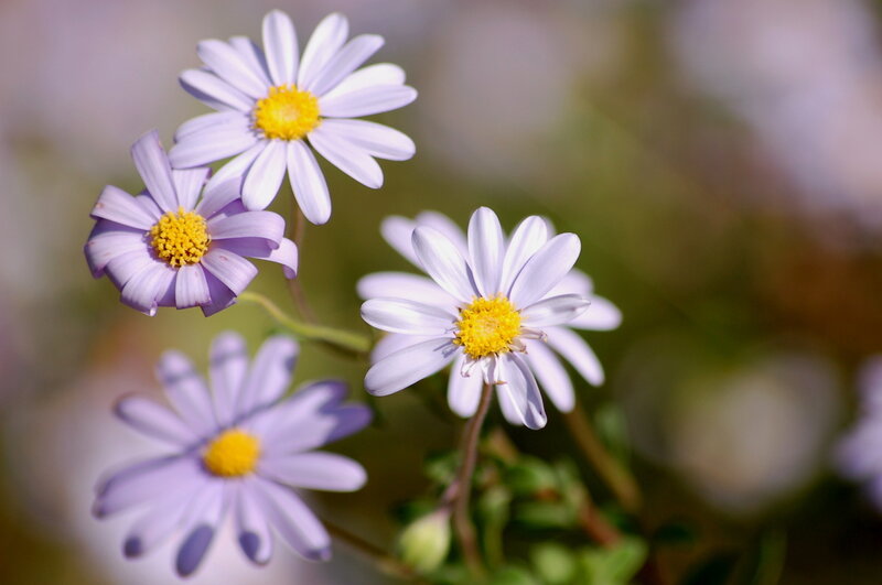 Purple Daisy Flowers — Calm