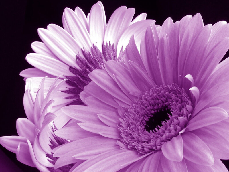 Purple daisy flowers close-up