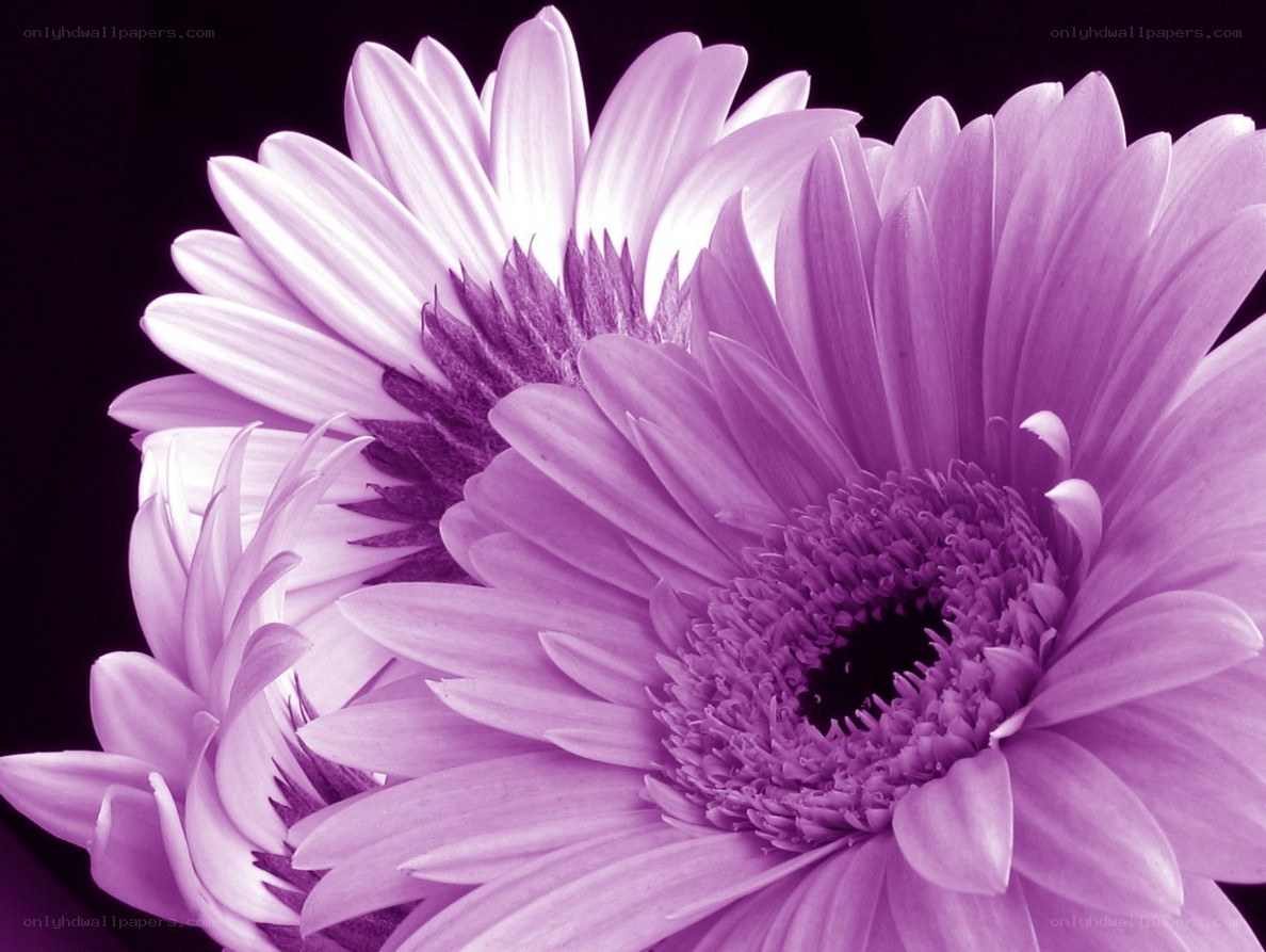 Purple daisy flowers close-up