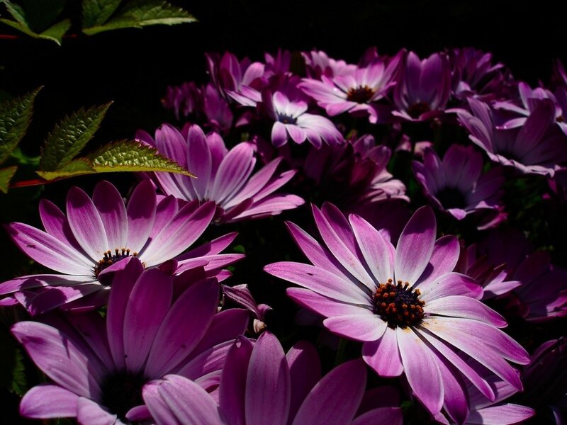 Purple Daisy Flowers — Dramatic, Afternoon