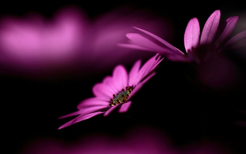 Purple Daisy Flowers — Dramatic, Photograph, Flower