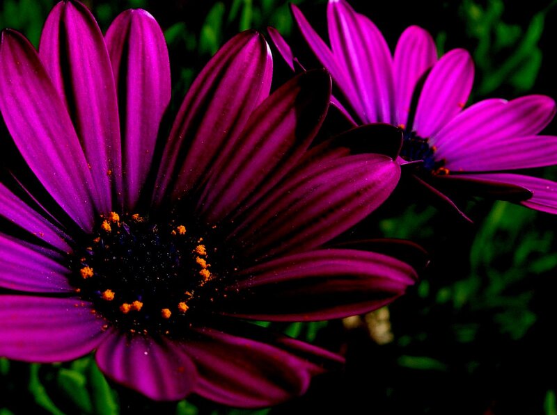 Purple Daisy Flowers — Dramatic, Photograph