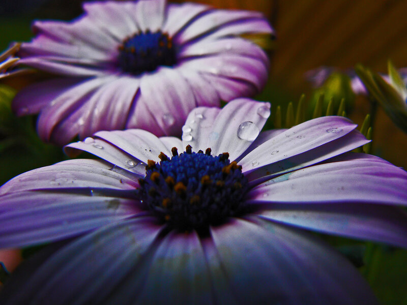 Purple Daisy Flowers — Dramatic