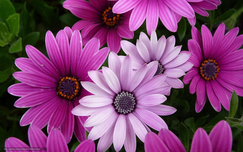 Purple daisy flowers in bloom