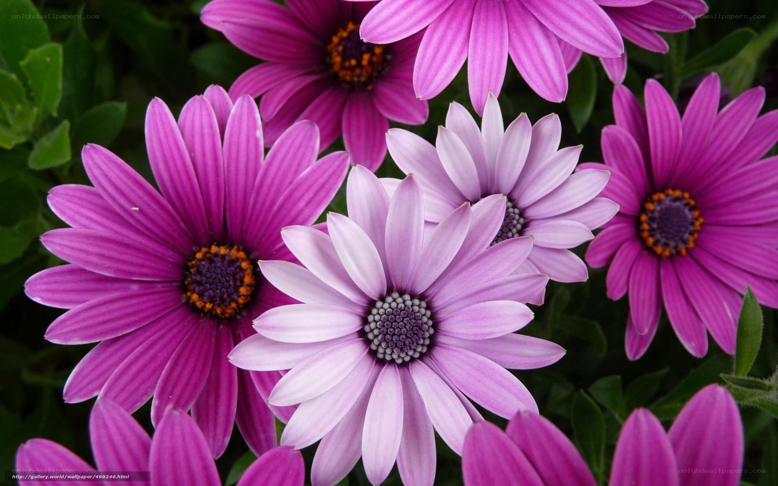 Purple daisy flowers in bloom