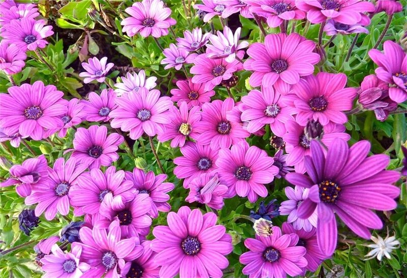 purple daisy flowers in bloom