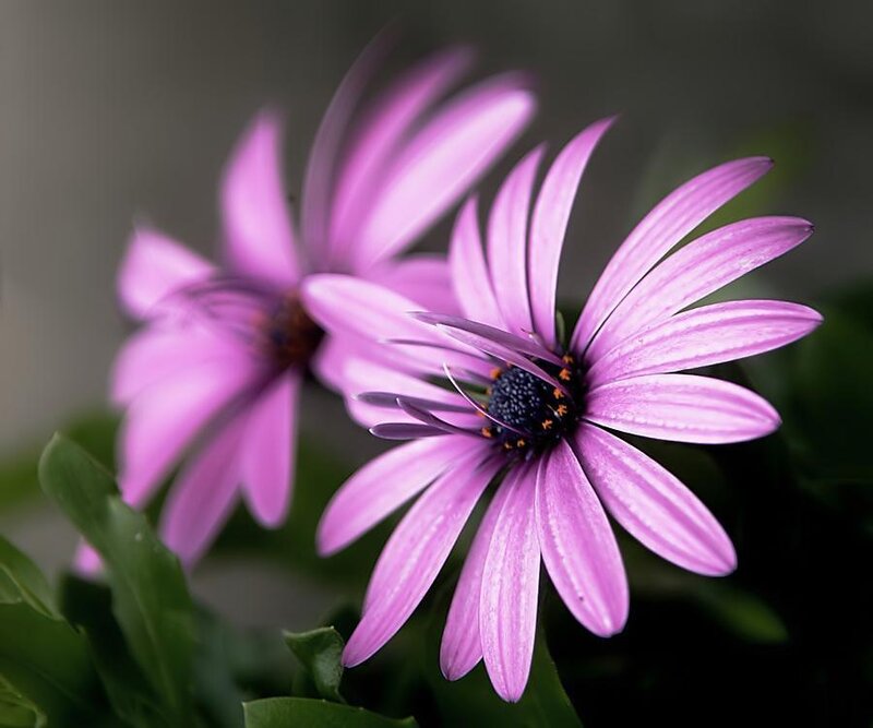 Purple daisy flowers in bloom