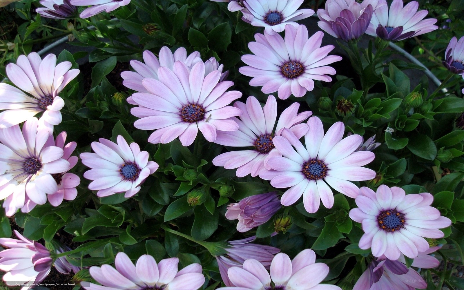 Purple daisy flowers in bloom