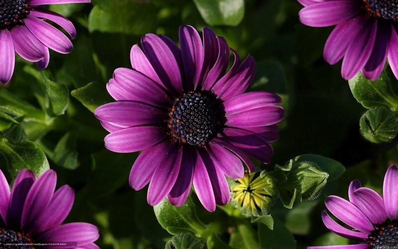 Purple daisy flowers in garden