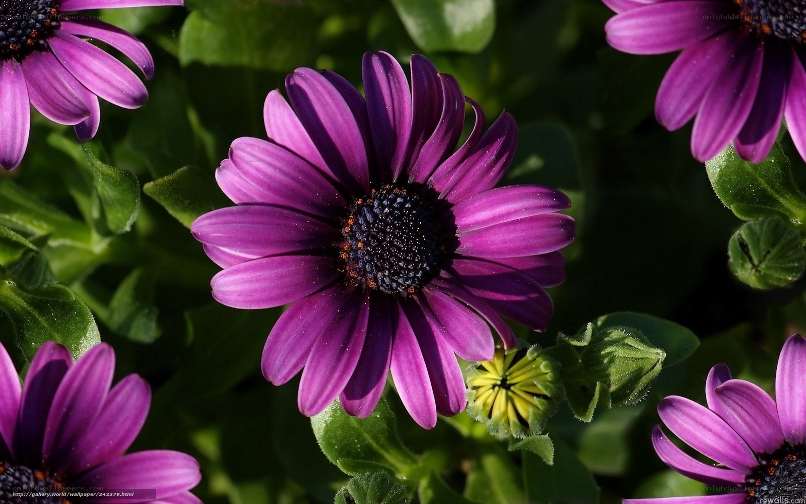 Purple daisy flowers in garden