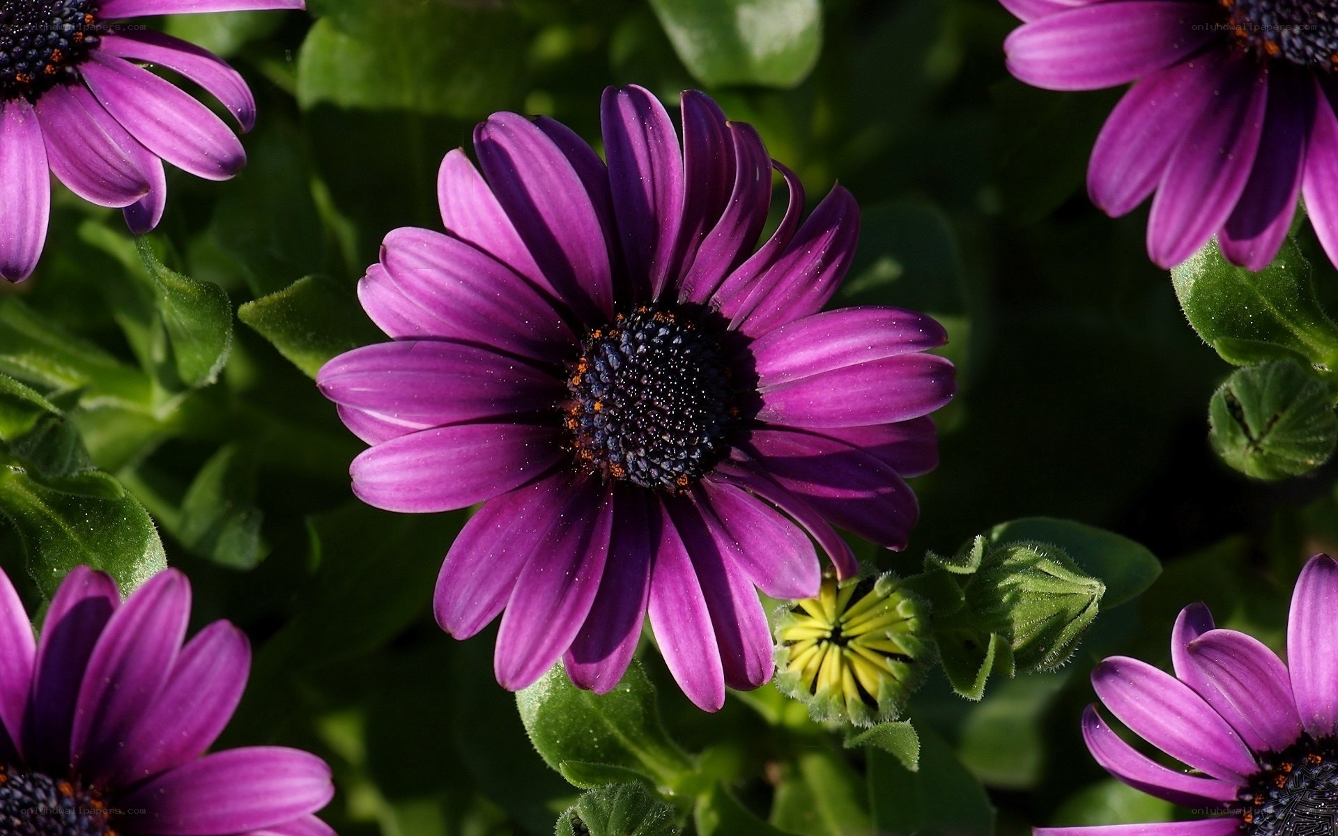 Purple daisy flowers in garden