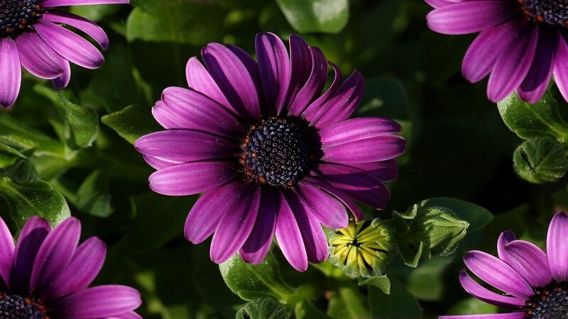 Purple Daisy Flowers — Natural, Afternoon, Photograph