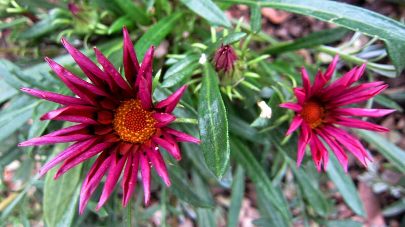 Purple Daisy Flowers — Natural, Afternoon