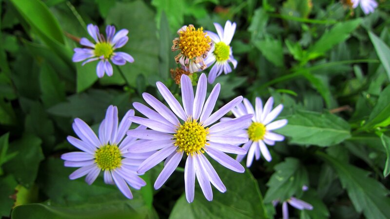 Purple Daisy Flowers — Natural, Spring