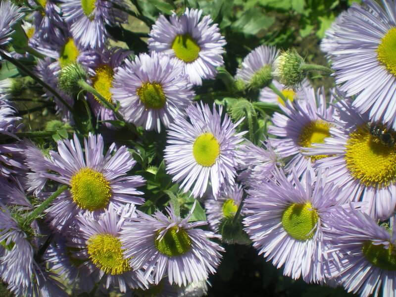 Purple Daisy Flowers — Natural