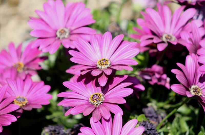 Purple Daisy Flowers — Pink, Bright