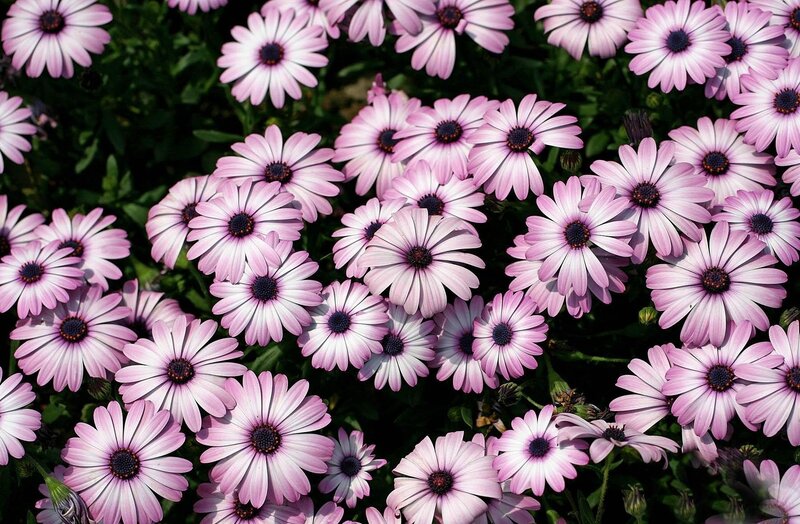 Purple Daisy Flowers — Pink, Calm, Afternoon, Photograph