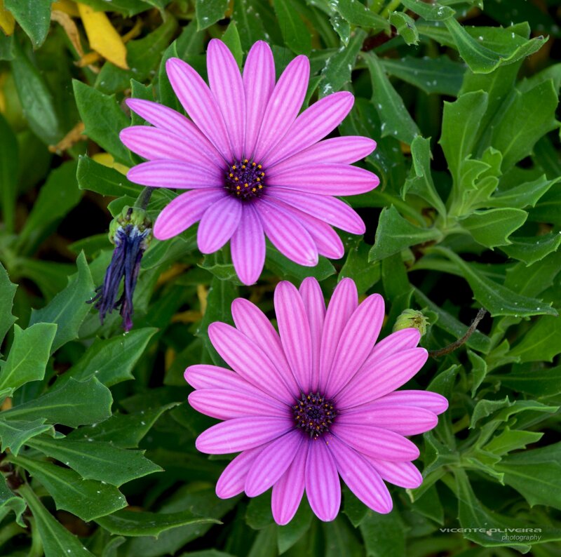 Purple Daisy Flowers — Pink, Calm, Afternoon