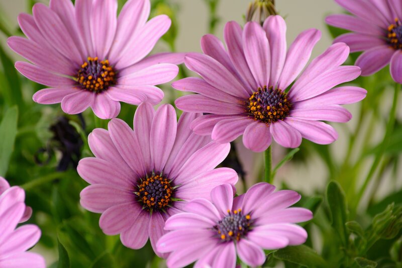 Purple Daisy Flowers — Pink, Calm, Spring, Photograph
