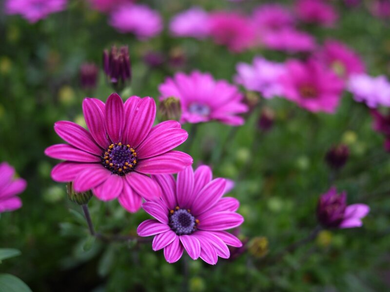 Purple Daisy Flowers — Pink, Calm, Spring