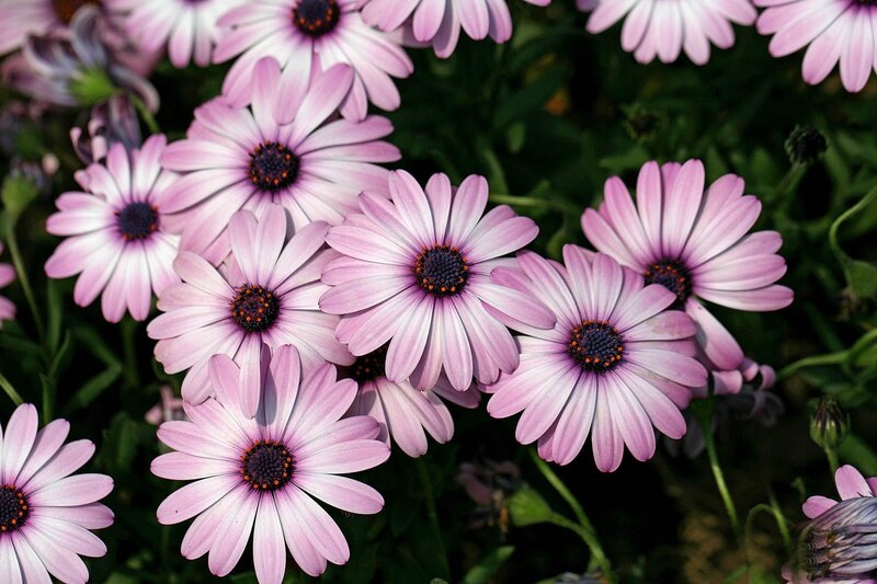 Purple Daisy Flowers — Pink, Calm