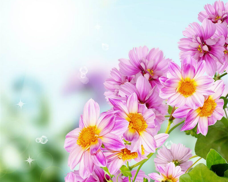 Purple Daisy Flowers — Pink, Serene, Spring, Photograph, Bubbles