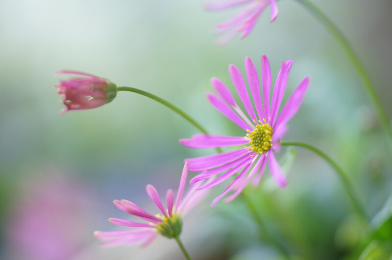 Purple Daisy Flowers — Pink, Serene, Spring, Photograph