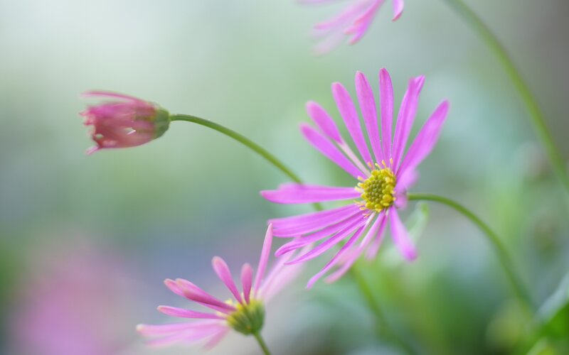 Purple Daisy Flowers — Pink, Serene, Spring